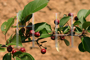 Picture of Malus x 'Red Splendor'