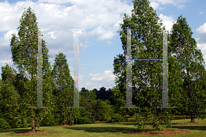 Picture of Metasequoia glyptostroboides 