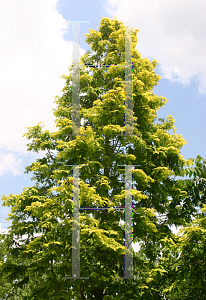 Picture of Metasequoia glyptostroboides 'Ogon (Gold Rush)'