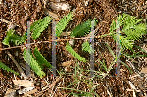 Picture of Metasequoia glyptostroboides 