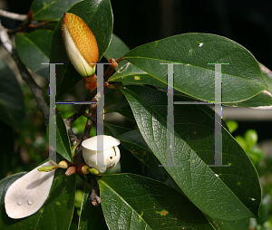 Picture of Michelia doltsopa  x figo 'Allspice'