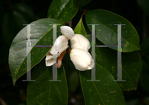 Picture of Michelia doltsopa  x figo 'Allspice'