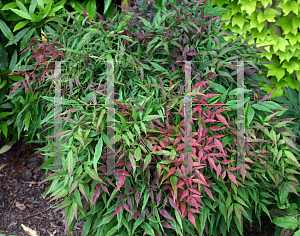 Picture of Nandina domestica 'Sienna Sunrise (Monfar)'