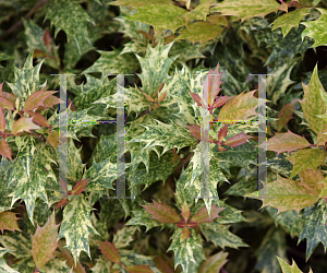 Picture of Osmanthus heterophyllus 'Goshiki'