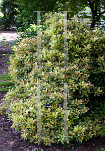 Picture of Osmanthus heterophyllus 'Goshiki'