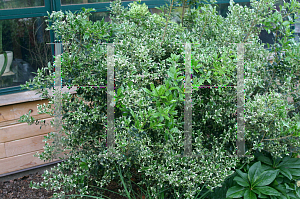 Picture of Osmanthus heterophyllus 'Kembu'