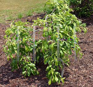 Picture of Parrotia persica 'Pendula'