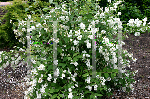 Picture of Philadelphus  'Bouquet Blanc'