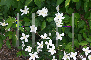 Picture of Philadelphus lewisii 'Mount Tahoma'