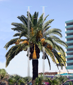 Picture of Phoenix canariensis 