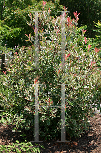 Picture of Photinia x fraseri 'Pink Marble'