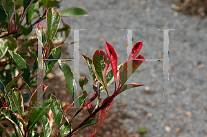 Picture of Photinia x fraseri 'Pink Marble'