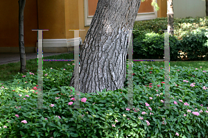 Picture of Pinus halepensis 