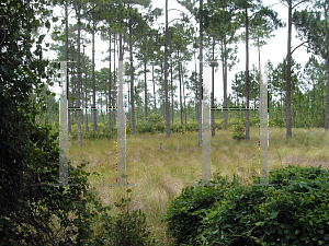 Picture of Pinus palustris 