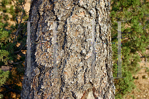 Picture of Pinus ponderosa 