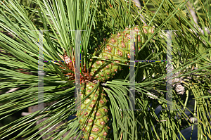 Picture of Pinus ponderosa 