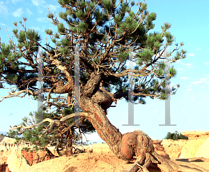 Picture of Pinus ponderosa 