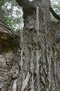 Picture of Populus fremontii 