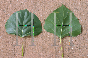 Picture of Populus fremontii 