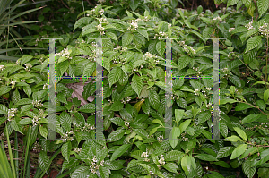 Picture of Psychotria nervosa 