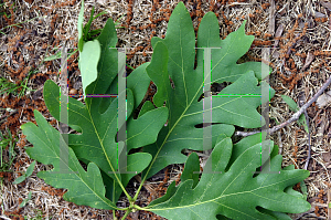 Picture of Quercus alba 