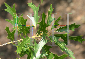 Picture of Quercus graciliformis 