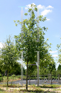 Picture of Quercus lyrata 'QLFTB (Highbeam)'