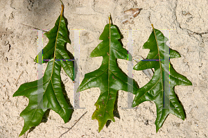 Picture of Quercus lyrata 'QLFTB (Highbeam®)'