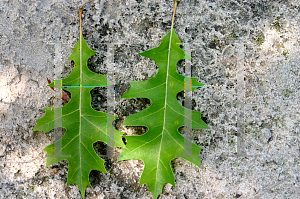 Picture of Quercus nuttallii 'QNFTA (Highpoint)'