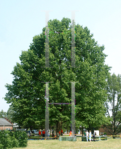 Picture of Quercus rubra 