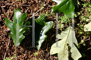 Picture of Quercus stellata 