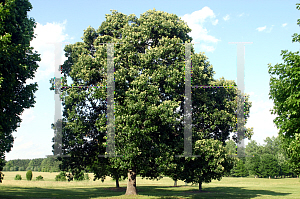 Picture of Quercus stellata 