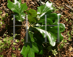 Picture of Quercus stellata 