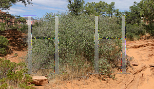 Picture of Quercus turbinella 