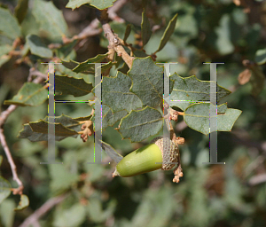 Picture of Quercus turbinella 