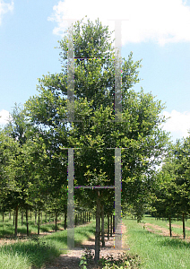 Picture of Quercus virginiana 'Cathedral Oak (Shadowlawn)'