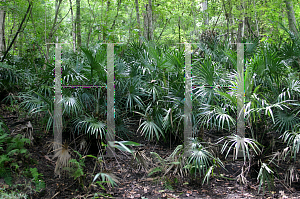 Picture of Rhapidophyllum hystrix 