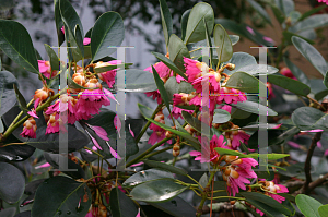 Picture of Rhodoleia championii 