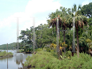 Picture of Sabal palmetto 