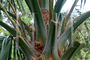 Picture of Sabal palmetto 