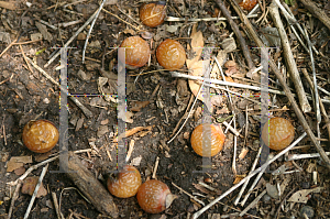 Picture of Sapindus mukorossi ssp. carinatus 