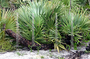 Picture of Serenoa repens 