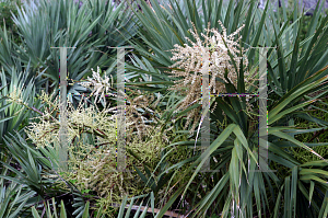 Picture of Serenoa repens 