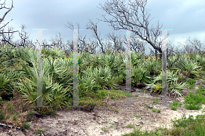 Picture of Serenoa repens 