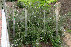 Picture of Serissa foetida 'White Swan'