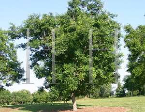 Picture of Sophora japonica 'Regent'