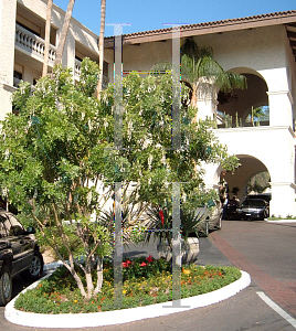 Picture of Sophora secundiflora 