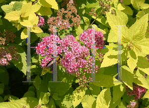 Picture of Spiraea japonica 'Candlelight'