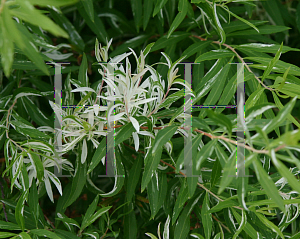 Picture of Spiraea thunbergii 'Mt. Fuji'