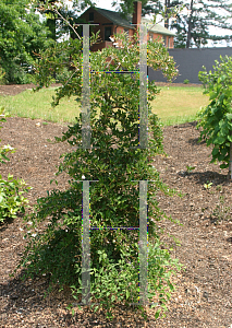 Picture of Styrax japonicum 'Rubra Pendula'